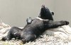 ORSO.jpg