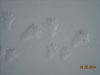SCIALP. CORNACCIO 019.jpg