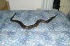 Pitone reale Harrys 152cm.jpg