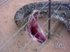 pitone africano o di sebae.jpg
