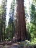 sequoia.jpg