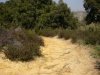 Pineto parabolica.JPG