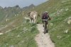 CowBiker Jag.jpg