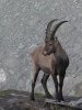 250px-Bouquetin_alpes.jpg