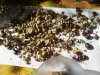 DSC00017.jpg