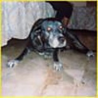 budy
