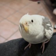 Stinox