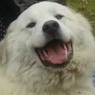 orso2016