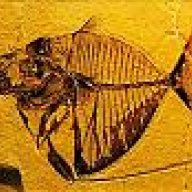 limulus