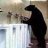 Orso Impazzito
